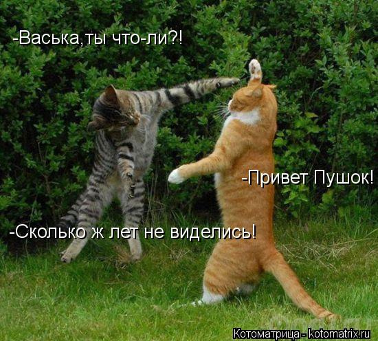 -Васька,ты что-ли?! -Привет Пушок! -Сколько ж лет не виделись!... Котоматрица: -Васька,ты что-ли?! -Привет Пушок! -Сколько ж лет не виделись!