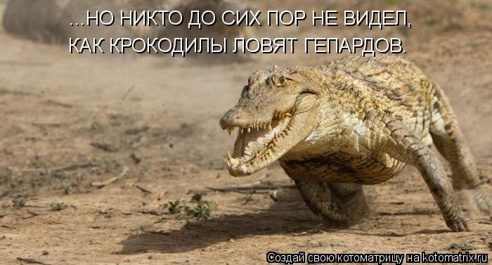...НО НИКТО ДО СИХ ПОР НЕ ВИДЕЛ, КАК КРОКОДИЛЫ ЛОВЯТ ГЕПАРДОВ.... Котоматрица: ...НО НИКТО ДО СИХ ПОР НЕ ВИДЕЛ, КАК КРОКОДИЛЫ ЛОВЯТ ГЕПАРДОВ.