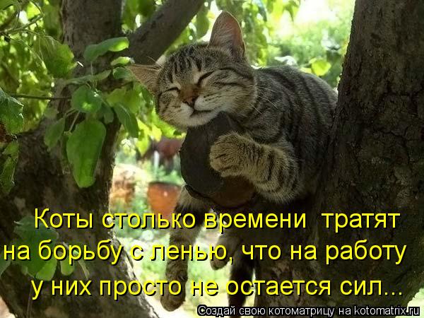 Котоматрица: Коты столько времени  тратят на борьбу с ленью, что на работу у них просто не остается сил...
