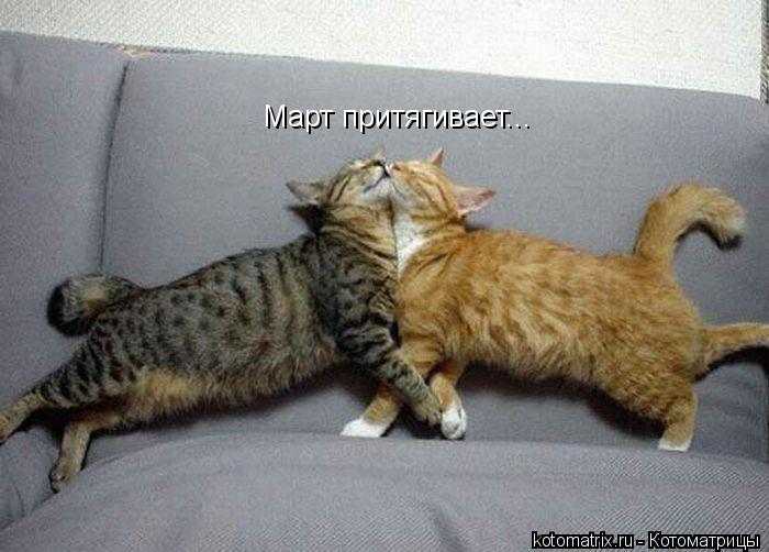 Март притягивает...... Котоматрица: Март притягивает...