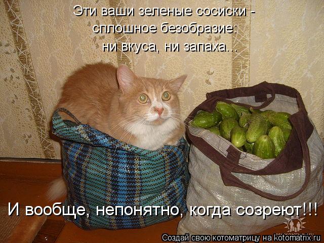 Котоматрица: Эти ваши зеленые сосиски -  сплошное безобразие:  ни вкуса, ни запаха... И вообще, непонятно, когда созреют!!!