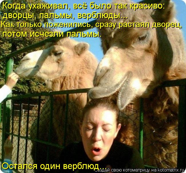 Когда ухаживал, всё было так красиво: дворцы, пальмы, верблюды... Остался один верблюд... потом исчез... Котоматрица: Когда ухаживал, всё было так красиво: дворцы, пальмы, верблюды... Остался один верблюд... потом исчезли пальмы. Как только поженились, сразу ра