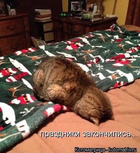 праздники закончились...... Котоматрица: праздники закончились...