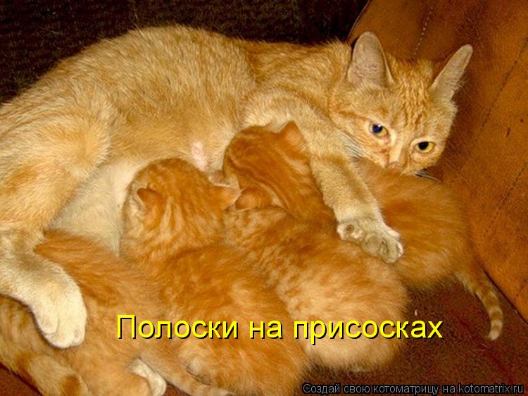 Котоматрица: Полоски на присосках
