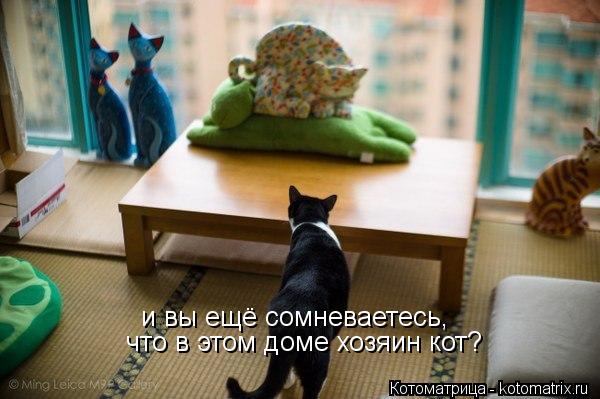 и вы ещё сомневаетесь, что в этом доме хозяин кот?... Котоматрица: и вы ещё сомневаетесь, что в этом доме хозяин кот?