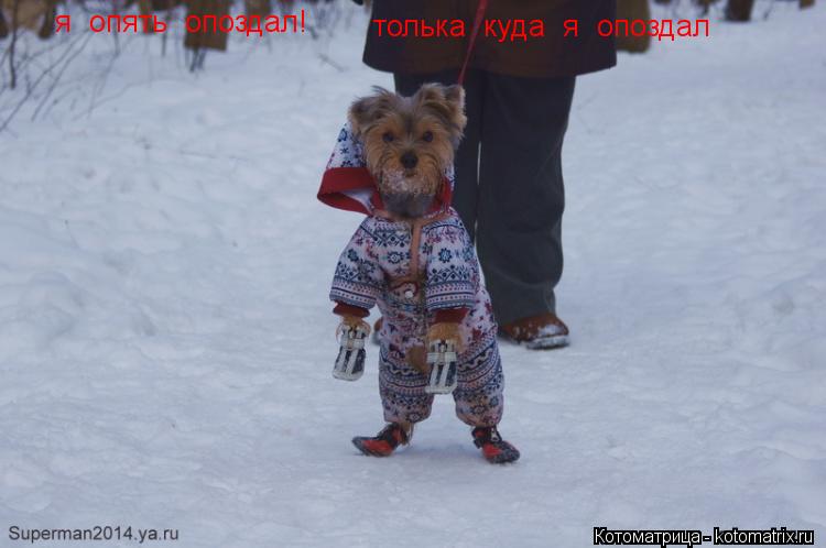 я опять опоздал! толька куда я опоздал... Котоматрица: я опять опоздал! толька куда я опоздал