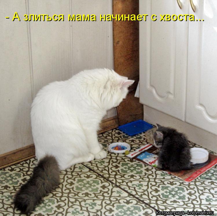 Котоматрица: - А злиться мама начинает с хвоста...