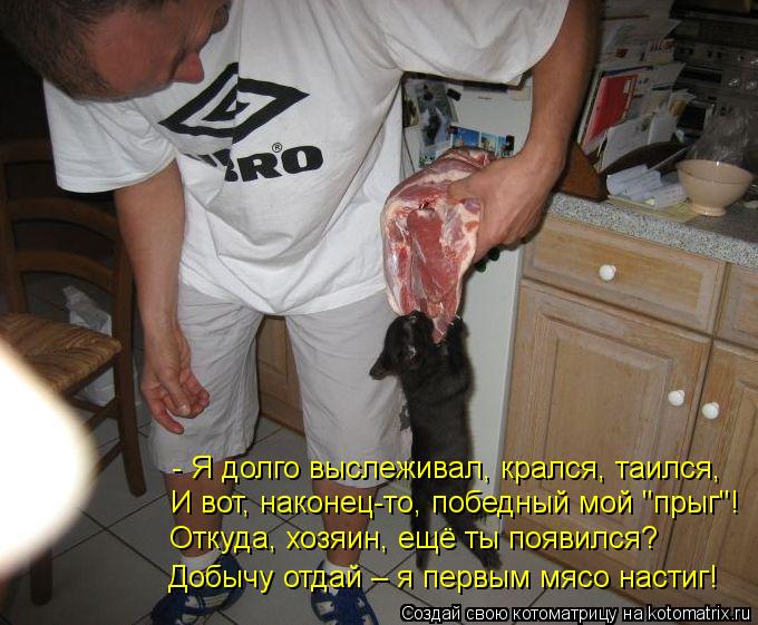 - Я долго выслеживал, крался, таился, И вот, наконец-то, победный мой "прыг"! Откуда, хозяин, ещё т... Котоматрица: - Я долго выслеживал, крался, таился, И вот, наконец-то, победный мой "прыг"! Откуда, хозяин, ещё ты появился? Добычу отдай – я первым мясо наст