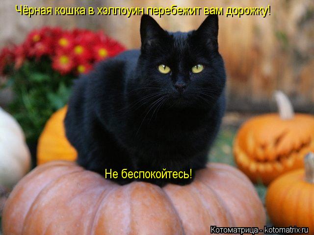 Котоматрица: Чёрная кошка в хэллоуин перебежит вам дорожку! Не беспокойтесь!