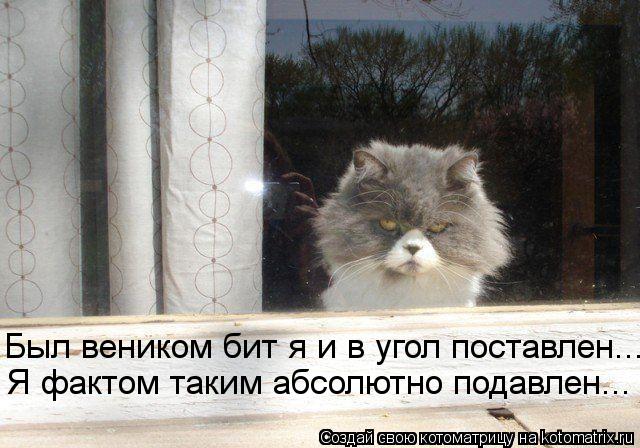 Котоматрица: Был веником бит я и в угол поставлен... Я фактом таким абсолютно подавлен...
