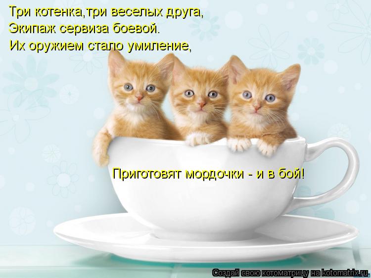 Три котенка,три веселых друга, Экипаж сервиза боевой. Их оружием стало умиление, Приготовят мордочки ... Котоматрица: Три котенка,три веселых друга, Экипаж сервиза боевой. Их оружием стало умиление, Приготовят мордочки - и в бой!