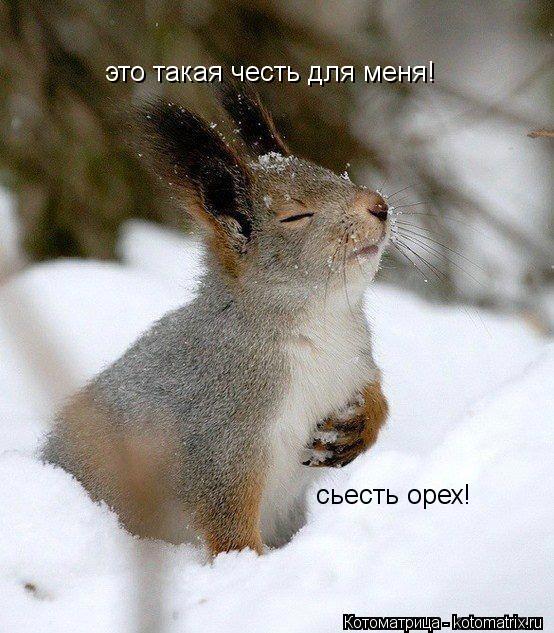 Котоматрица: это такая честь для меня! сьесть орех!