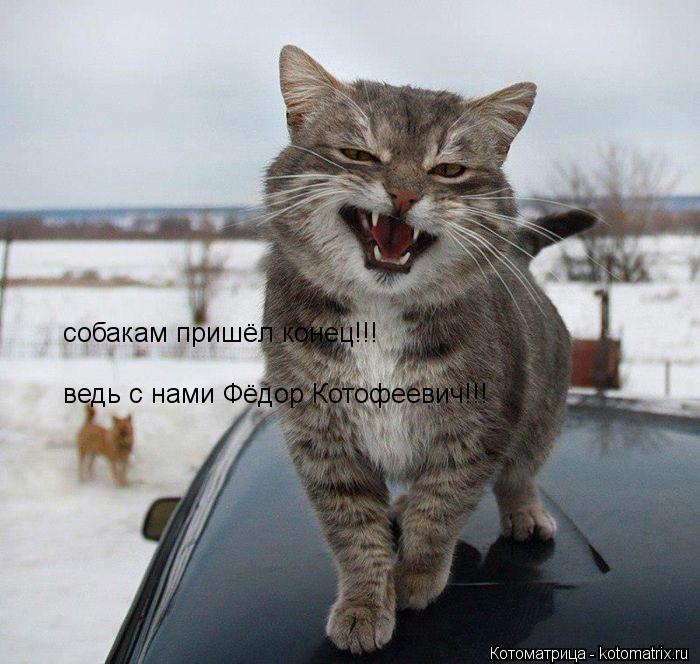 Котоматрица: собакам пришёл конец!!! ведь с нами Фёдор Котофеевич!!!