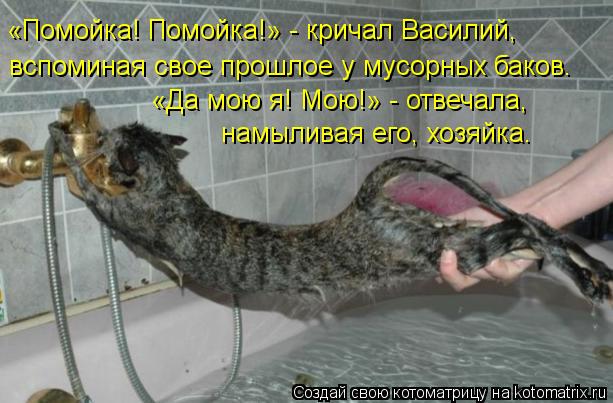 «Помойка! Помойка!» - кричал Василий, вспоминая свое прошлое у мусорных баков. «Да мою я! Мою!» - отв... Котоматрица: «Помойка! Помойка!» - кричал Василий, вспоминая свое прошлое у мусорных баков. «Да мою я! Мою!» - отвечала, намыливая его, хозяйка.
