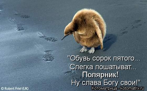 "Обувь сорок пятого... Слегка пошатыват... Полярник! Ну слава Богу свои!"... Котоматрица: "Обувь сорок пятого... Слегка пошатыват... Полярник! Ну слава Богу свои!"