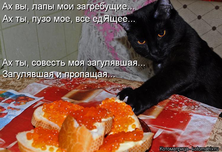 Котоматрица: Ах вы, лапы мои загребущие... Ах ты, совесть моя загулявшая... Загулявшая и пропащая... Ах ты, пузо мое, все едЯщее...