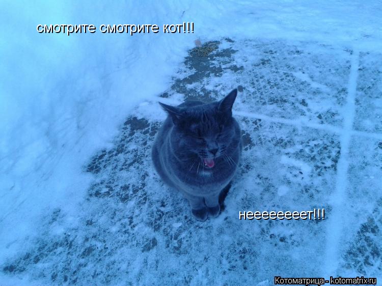 Котоматрица: смотрите смотрите кот!!! неееееееет!!!