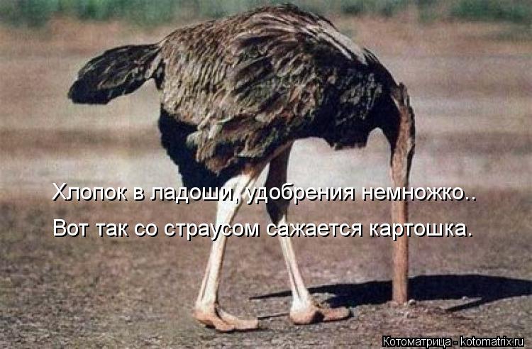 Котоматрица: Хлопок в ладоши, удобрения немножко.. Вот так со страусом сажается картошка.