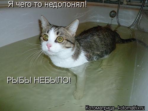 Я чего то недопонял! РЫБЫ НЕБЫЛО!... Котоматрица: Я чего то недопонял! РЫБЫ НЕБЫЛО!