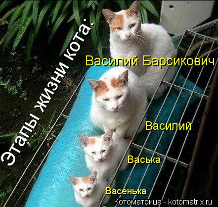 Этапы жизни кота: Васенька Васька Василий Василий Барсикович... Котоматрица: Этапы жизни кота: Васенька Васька Василий Василий Барсикович