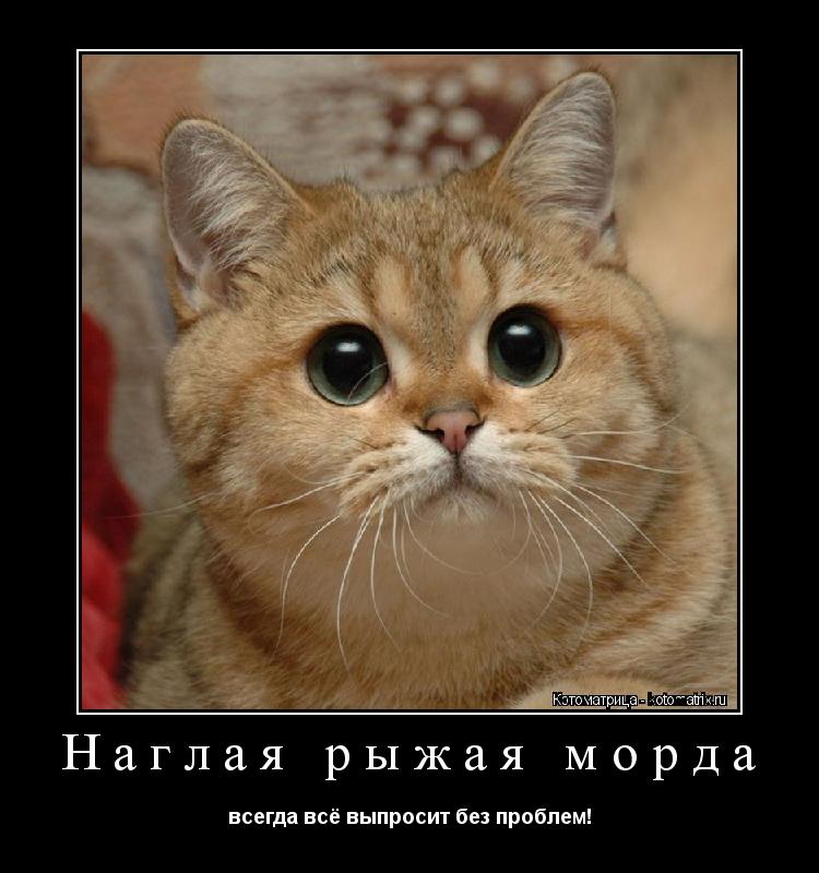 Котоматрица: Наглая рыжая морда всегда всё выпросит без проблем!