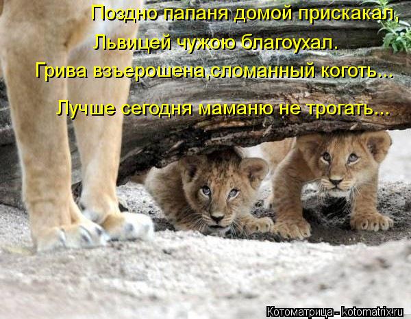 Поздно папаня домой прискакал, Львицей чужою благоухал. Грива взъерошена,сломанный коготь... Лучше се... Котоматрица: Поздно папаня домой прискакал, Львицей чужою благоухал. Грива взъерошена,сломанный коготь... Лучше сегодня маманю не трогать...