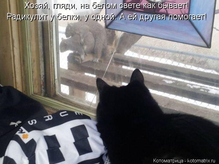 Хозяй, гляди, на белом свете как бывает! Радикулит у белки, у одной. А ей другая помогает!... Котоматрица: Хозяй, гляди, на белом свете как бывает! Радикулит у белки, у одной. А ей другая помогает!