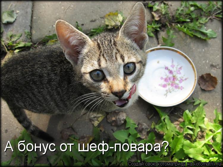 А бонус от шеф-повара?... Котоматрица: А бонус от шеф-повара?