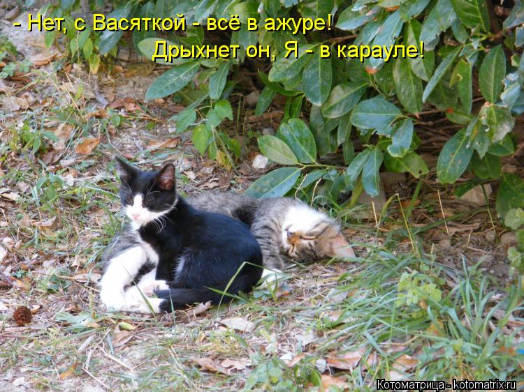 Дрыхнет он, Я - в карауле! - Нет, с Васяткой - всё в ажуре!... Котоматрица: Дрыхнет он, Я - в карауле! - Нет, с Васяткой - всё в ажуре!