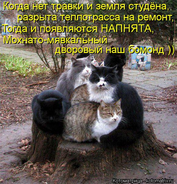 Когда нет травки и земля студёна, разрыта теплотрасса на ремонт, Тогда и появляются НАПНЯТА, Мохнато-... Котоматрица: Когда нет травки и земля студёна, разрыта теплотрасса на ремонт, Тогда и появляются НАПНЯТА, Мохнато-мявкальный дворовый наш бомонд ))