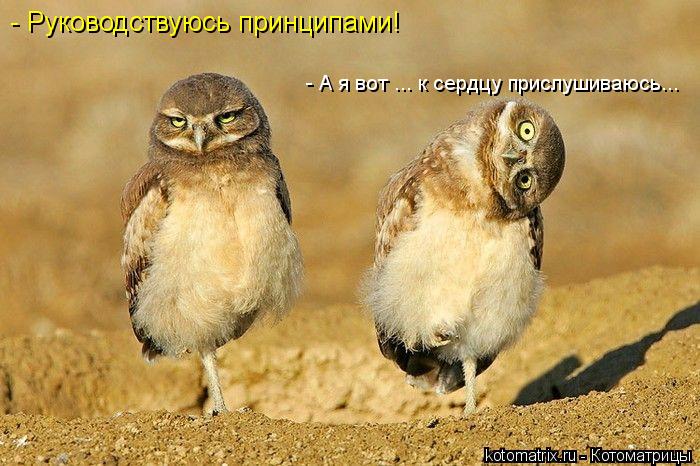 - А я вот ... к сердцу прислушиваюсь... - Руководствуюсь принципами!... Котоматрица: - А я вот ... к сердцу прислушиваюсь... - Руководствуюсь принципами!