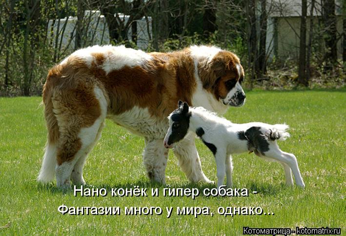 Нано конёк и гипер собака - Фантазии много у мира, однако...... Котоматрица: Нано конёк и гипер собака - Фантазии много у мира, однако...