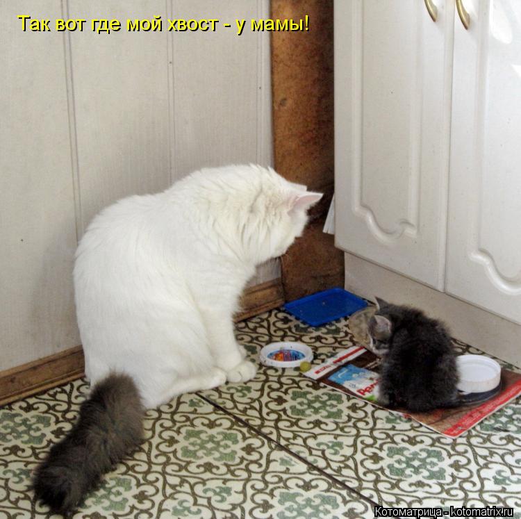 Котоматрица: Так вот где мой хвост - у мамы!