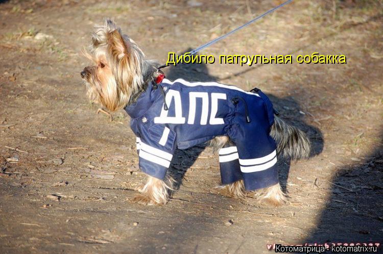 Котоматрица: Дибило патрульная собакка Дибило патрульная собакка