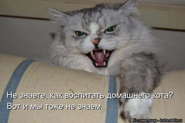 Котоматрица: Не знаете, как воспитать домашнего кота? Вот и мы тоже не знаем.