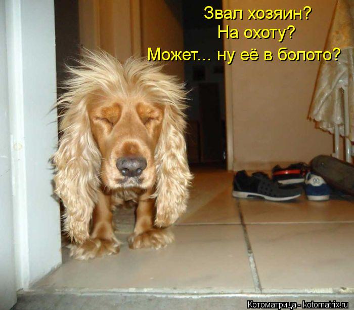 Котоматрица: Звал хозяин?  На охоту?  Может... ну её в болото?