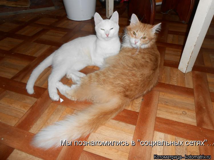 Мы познакомились в "социальных сетях"...... Котоматрица: Мы познакомились в "социальных сетях"...