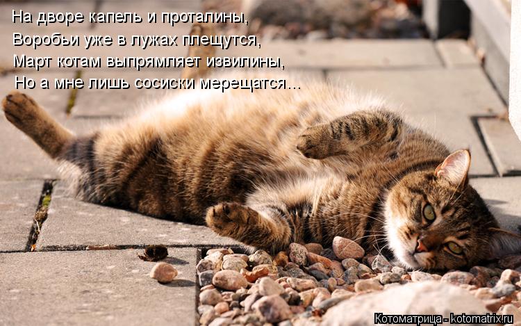 Котоматрица: На дворе капель и проталины, Воробьи уже в лужах плещутся, Март котам выпрямляет извилины, Но а мне лишь сосиски мерещатся…