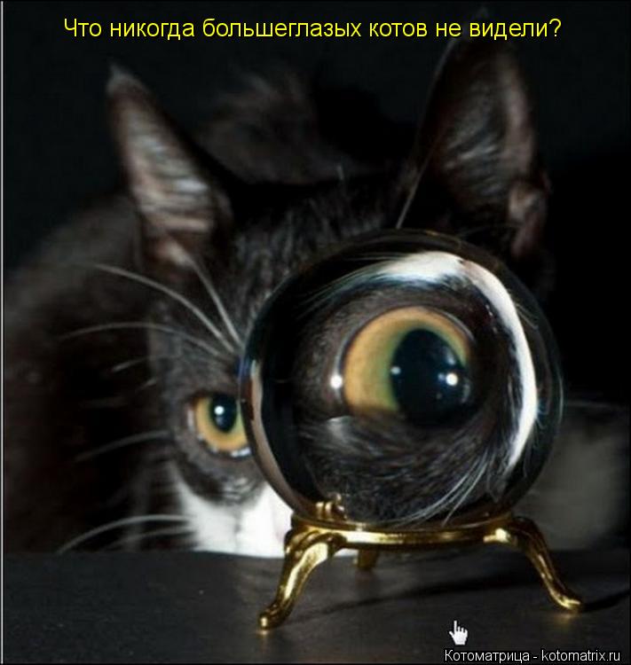Что никогда большеглазых котов не видели?... Котоматрица: Что никогда большеглазых котов не видели?