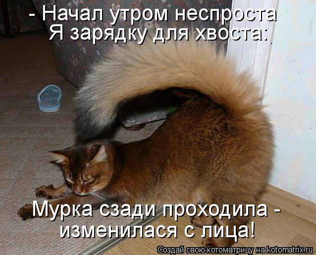 Котоматрица: - Начал утром неспроста Я зарядку для хвоста: Мурка сзади проходила -  изменилася с лица!