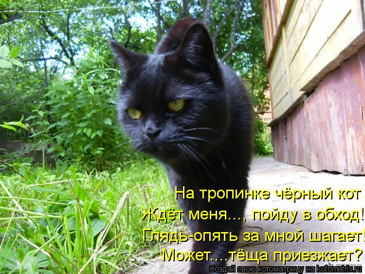 На тропинке чёрный кот Ждёт меня..., пойду в обход! Глядь-опять за мной шагает! Может....тёща приезжа... Котоматрица: На тропинке чёрный кот Ждёт меня..., пойду в обход! Глядь-опять за мной шагает! Может....тёща приезжает?