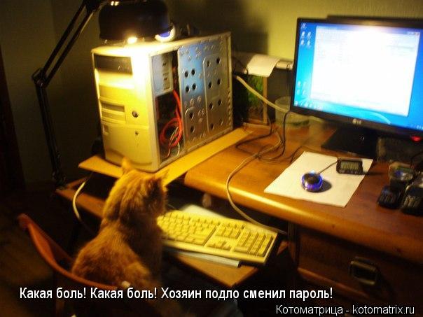 Котоматрица: Какая боль! Какая боль! Хозяин подло сменил пароль! Какая боль! Какая боль! Хозяин подло сменил пароль!