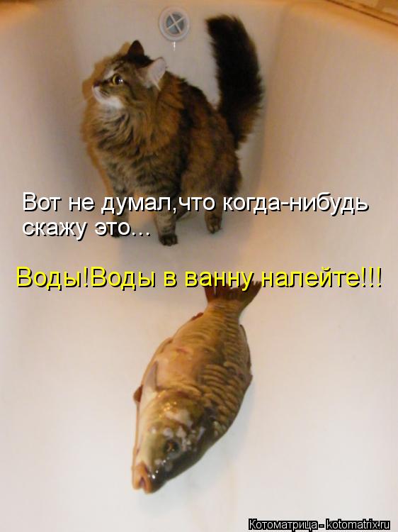 Вот не думал,что когда-нибудь скажу это... Воды!Воды в ванну налейте!!!... Котоматрица: Вот не думал,что когда-нибудь скажу это... Воды!Воды в ванну налейте!!!