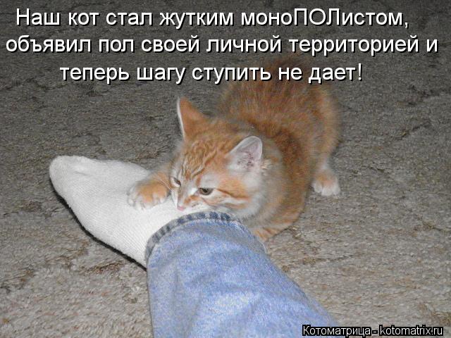 Наш кот стал жутким моноПОЛистом, объявил пол своей личной территорией и теперь шагу ступить не дает!... Котоматрица: Наш кот стал жутким моноПОЛистом, объявил пол своей личной территорией и теперь шагу ступить не дает!