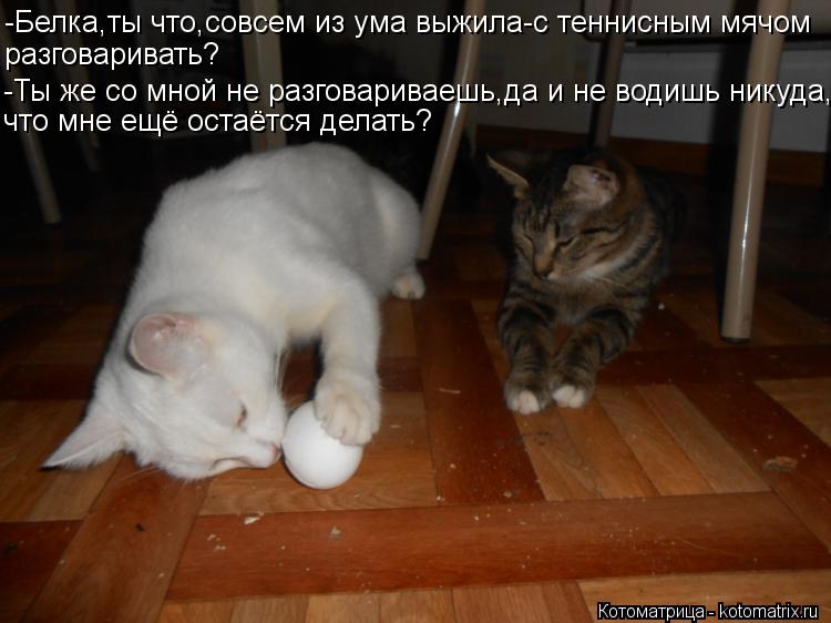 -Белка,ты что,совсем из ума выжила-с теннисным мячом разговаривать? -Ты же со мной не разговариваешь,... Котоматрица: -Белка,ты что,совсем из ума выжила-с теннисным мячом разговаривать? -Ты же со мной не разговариваешь,да и не водишь никуда, что мне ещё остаёт