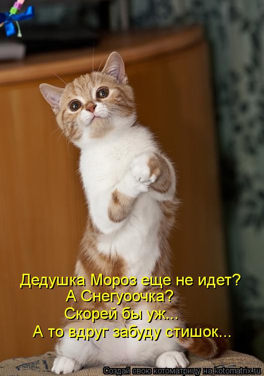 Дедушка Мороз еще не идет? А Снегуоочка? Скорей бы уж... А то вдруг забуду стишок...... Котоматрица: Дедушка Мороз еще не идет? А Снегуоочка? Скорей бы уж... А то вдруг забуду стишок...