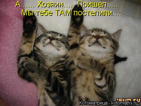 Котоматрица: А...... Хозяин..... Пришел.....  Мы тебе ТАМ постелили....
