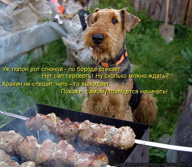 Уж полон рот слюной - по бороде стекает. Нет сил терперть! Ну сколько можно ждать? Хозяин не спе... Котоматрица: Уж полон рот слюной - по бороде стекает. Нет сил терперть! Ну сколько можно ждать? Хозяин не спешит, чего - то выжидает. Похоже, самому прий