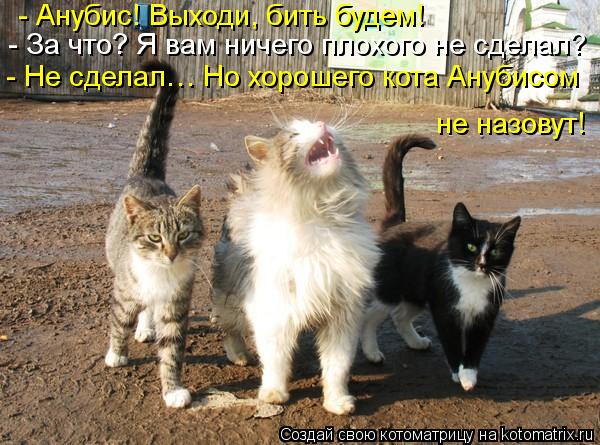 - Не сделал… Но хорошего кота Анубисом не назовут! - Анубис! Выходи, бить будем! - За что? Я вам ниче... Котоматрица: - Не сделал… Но хорошего кота Анубисом не назовут! - Анубис! Выходи, бить будем! - За что? Я вам ничего плохого не сделал?