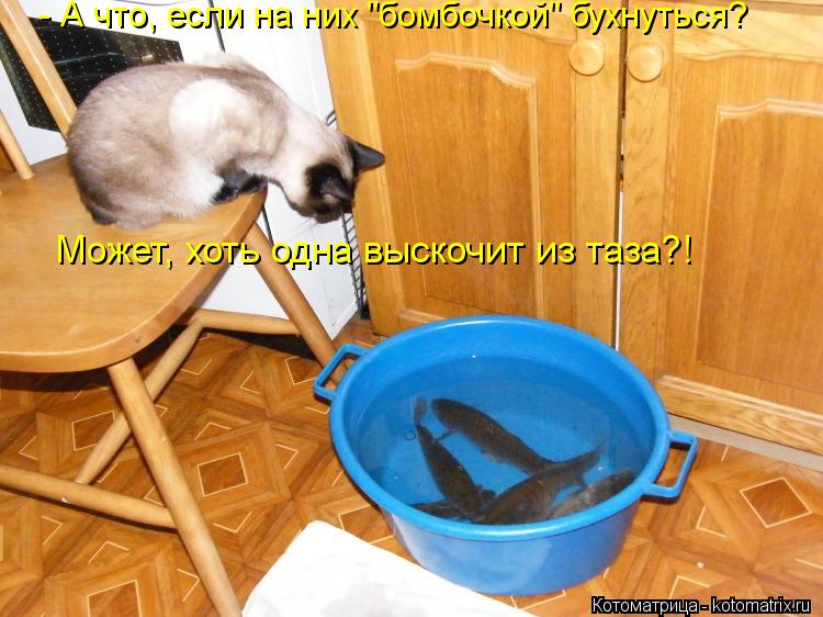 - А что, если на них "бомбочкой" бухнуться? Может, хоть одна выскочит из таза?!... Котоматрица: - А что, если на них "бомбочкой" бухнуться? Может, хоть одна выскочит из таза?!